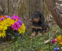 Bella, a female Miniature Dachshund for sale in Springfield, MO – Photo 3 of 3