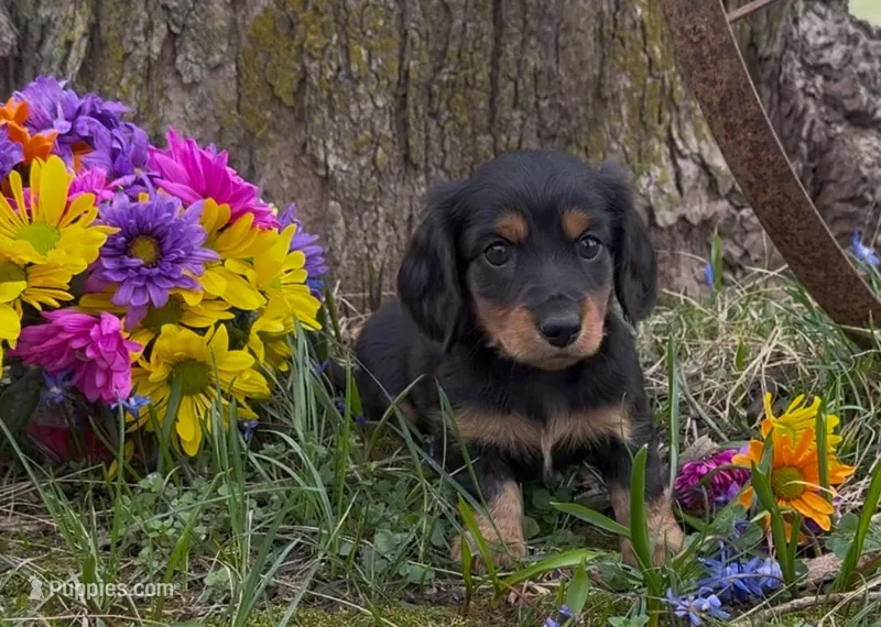 Bella – Miniature Dachshund puppy for sale in Springfield, MO