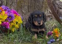 Bella, a female Miniature Dachshund for sale in Springfield, MO – Photo 1 of 3