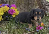 Bruno, a male Miniature Dachshund for sale in Springfield, MO – Photo 2 of 4