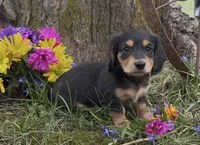Bruno, a male Miniature Dachshund for sale in Springfield, MO – Photo 1 of 4