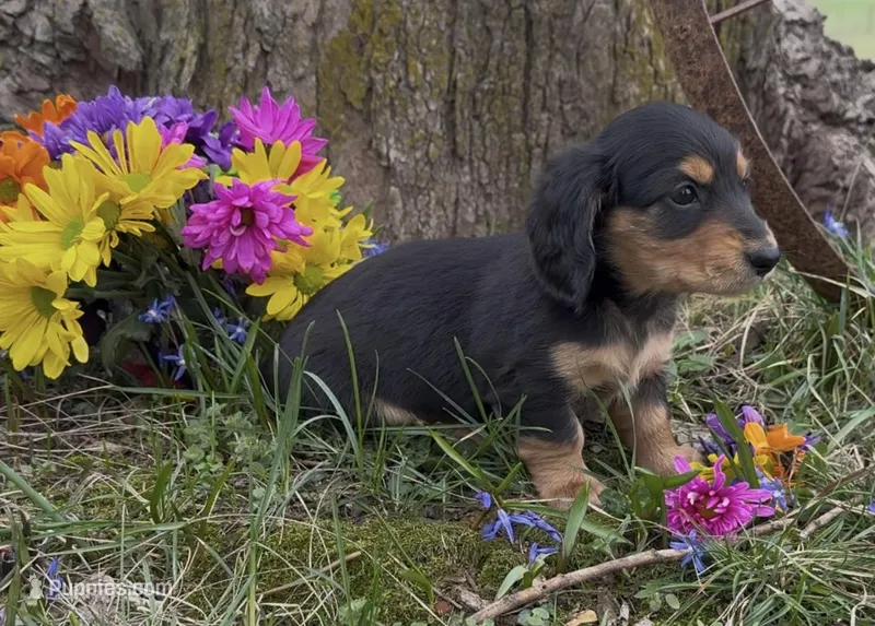 Bruno – Miniature Dachshund puppy for sale in Springfield, MO
