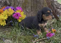 Bruno, a male Miniature Dachshund for sale in Springfield, MO – Photo 3 of 4