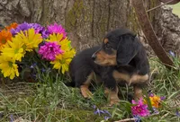 Bruno, a male Miniature Dachshund for sale in Springfield, MO – Photo 4 of 4