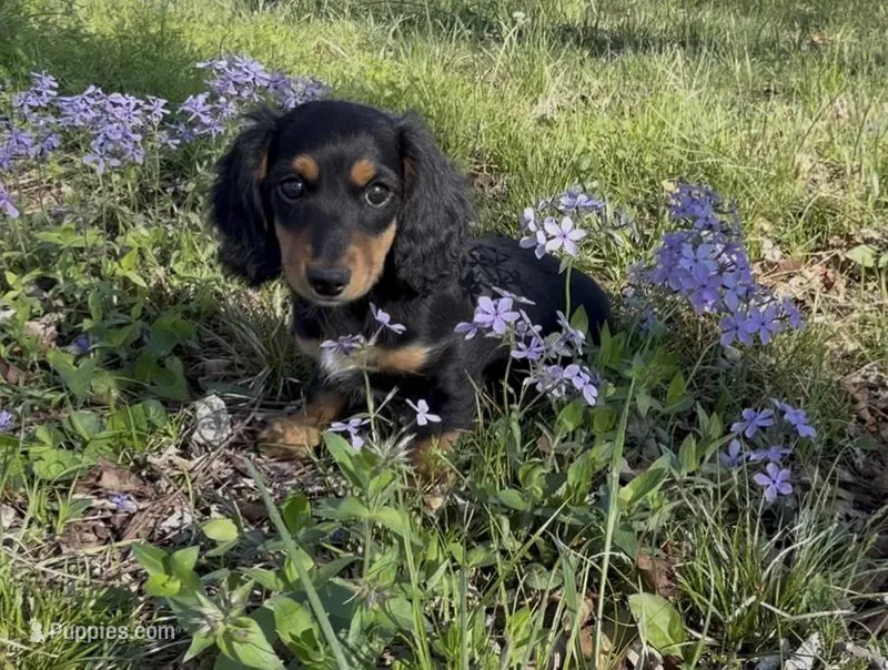 Duke – Miniature Dachshund puppy for sale in Springfield, MO