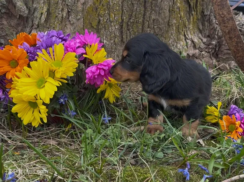Duke – Miniature Dachshund puppy for sale in Springfield, MO