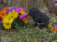 Duke, a male Miniature Dachshund for sale in Springfield, MO – Photo 4 of 4