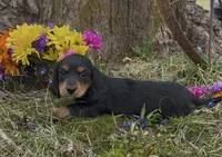 Duke, a male Miniature Dachshund for sale in Springfield, MO – Photo 3 of 4