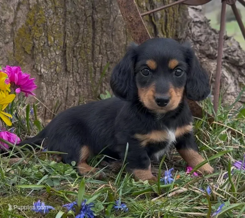 Duke – Miniature Dachshund puppy for sale in Springfield, MO