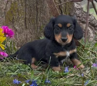 Duke, a male Miniature Dachshund for sale in Springfield, MO – Photo 2 of 4