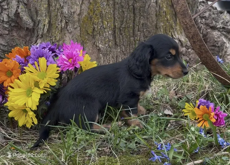 Duke – Miniature Dachshund puppy for sale in Springfield, MO