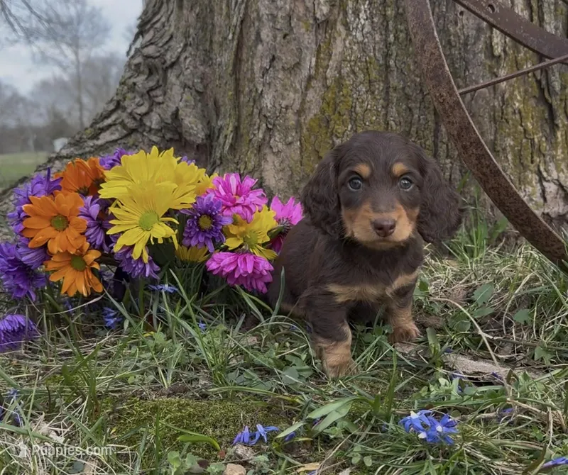 Daisy – Miniature Dachshund puppy for sale in Springfield, MO