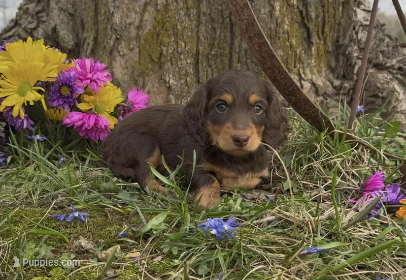 Daisy – Miniature Dachshund puppy for sale in Springfield, MO