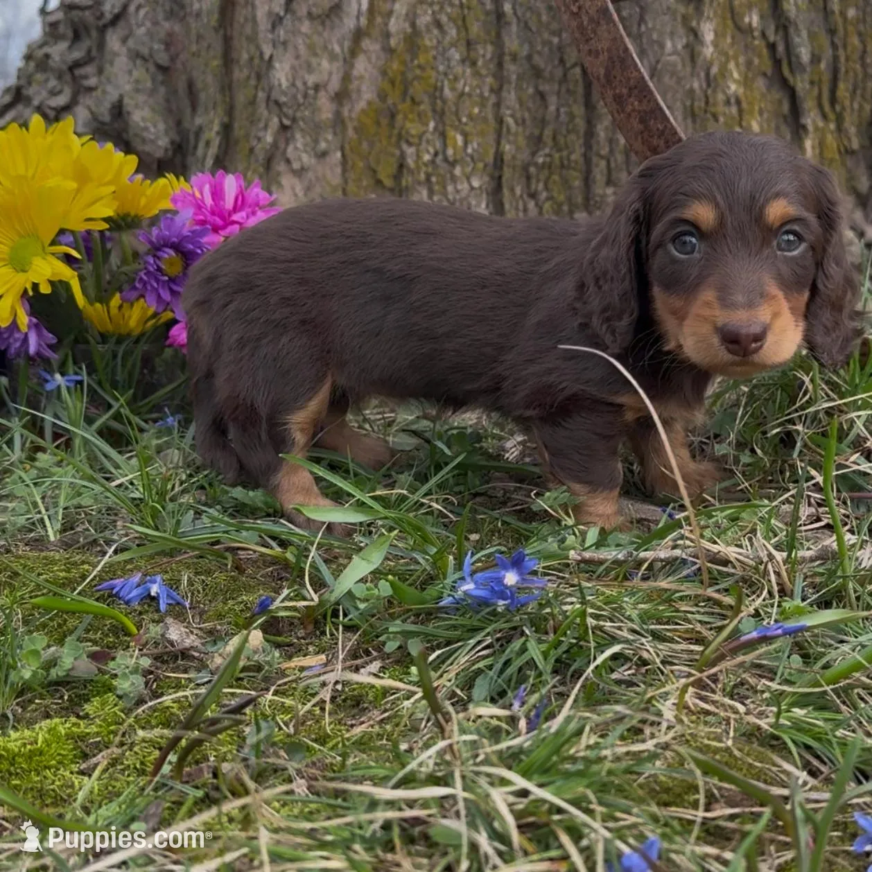 Daisy – Miniature Dachshund puppy for sale in Springfield, MO