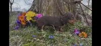 Daisy, a female Miniature Dachshund for sale in Springfield, MO – Photo 2 of 5