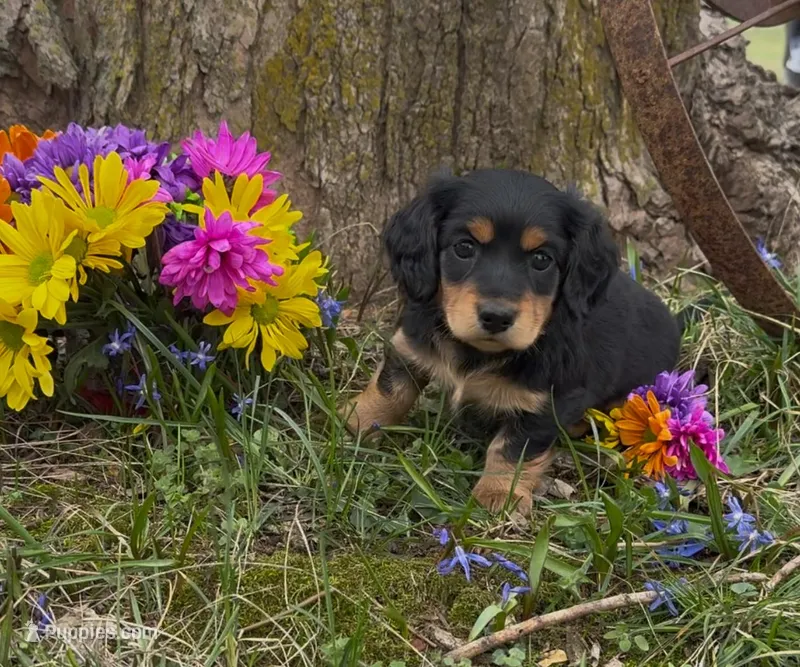 Britney – Miniature Dachshund puppy for sale in Springfield, MO