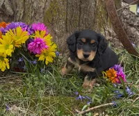 Britney, a female Miniature Dachshund for sale in Springfield, MO – Photo 1 of 4