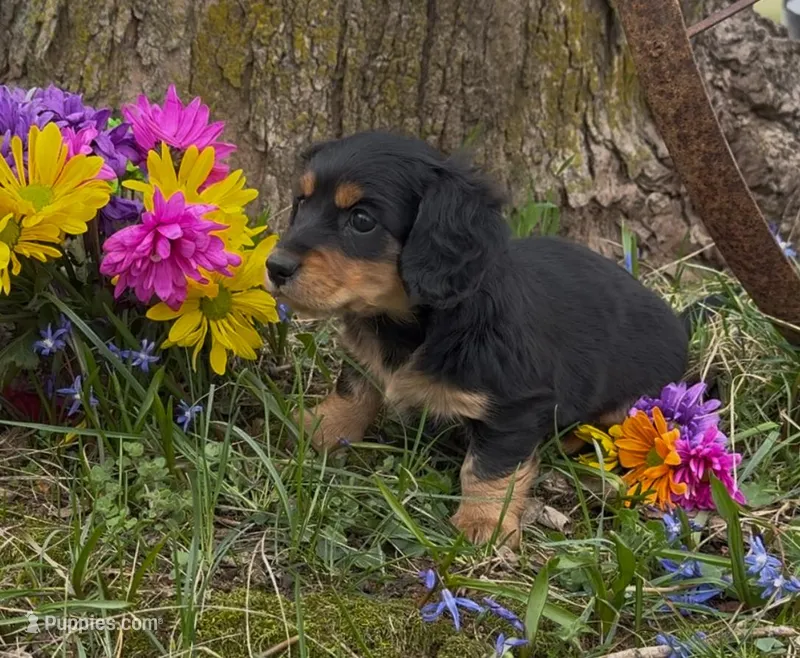 Britney – Miniature Dachshund puppy for sale in Springfield, MO