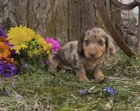 Dash, a male Miniature Dachshund for sale in Springfield, MO – Photo 3 of 5