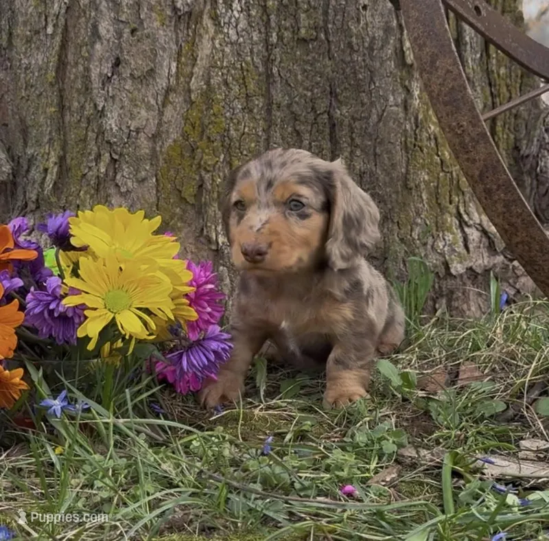 Dash, a male Miniature Dachshund for sale in Springfield, MO – Photo 1 of 5