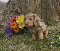 Dash, a male Miniature Dachshund for sale in Springfield, MO – Photo 4 of 5