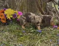 Dash, a male Miniature Dachshund for sale in Springfield, MO – Photo 5 of 5