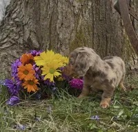 Dash, a male Miniature Dachshund for sale in Springfield, MO – Photo 2 of 5