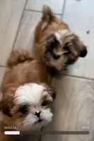 Shih tzu, a male Shih Tzu for sale in San Antonio, TX – 2 of 3