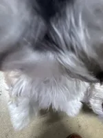 Shih tzu, a male Shih Tzu for sale in San Antonio, TX – 2 of 3