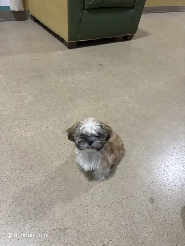 Shih tzu – Shih Tzu puppy for sale in San Antonio, TX