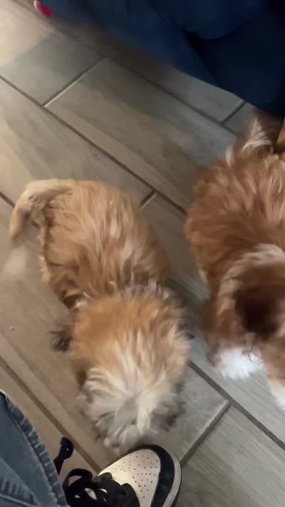 Shih tzu, a male Shih Tzu for sale in San Antonio, TX – 3 of 3