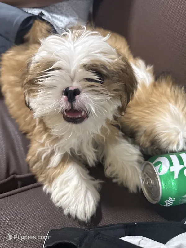 Shih tzu – Shih Tzu puppy for sale in San Antonio, TX