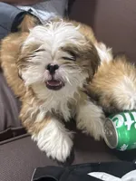 Shih tzu, a male Shih Tzu for sale in San Antonio, TX – 1 of 3