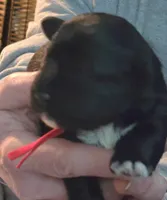 EDDIE, a male Miniature Schnauzer for sale in Ashland, OH – Photo 3 of 4