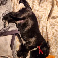 EDDIE, a male Miniature Schnauzer for sale in Ashland, OH – Photo 3 of 5