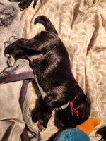 EDDIE, a male Miniature Schnauzer for sale in Ashland, OH – Photo 4 of 4