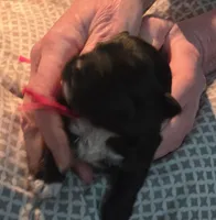 EDDIE, a male Miniature Schnauzer for sale in Ashland, OH – Photo 2 of 4