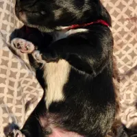 EDDIE, a male Miniature Schnauzer for sale in Ashland, OH – Photo 4 of 5