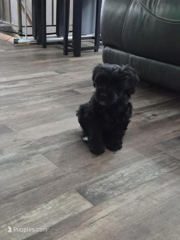 LILLY – Miniature Schnauzer puppy for sale in Ashland, OH