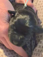 GRACIE, a female Miniature Schnauzer for sale in Ashland, OH – Photo 1 of 3