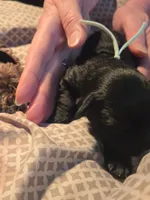 GRACIE, a female Miniature Schnauzer for sale in Ashland, OH – Photo 3 of 3