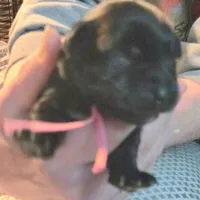 DORA, a female Miniature Schnauzer for sale in Ashland, OH – Photo 6 of 6