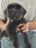 DORA, a female Miniature Schnauzer for sale in Ashland, OH – Photo 1 of 6