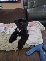 DORA, a female Miniature Schnauzer for sale in Ashland, OH – Photo 2 of 6