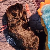 DORA, a female Miniature Schnauzer for sale in Ashland, OH – Photo 5 of 6