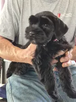 DORA, a female Miniature Schnauzer for sale in Ashland, OH – Photo 3 of 6