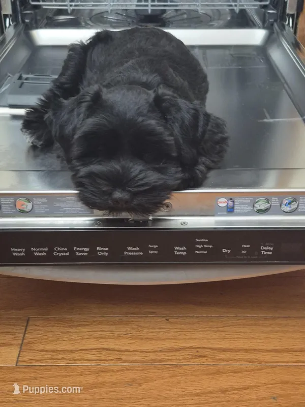 DORA – Miniature Schnauzer puppy for sale in Ashland, OH