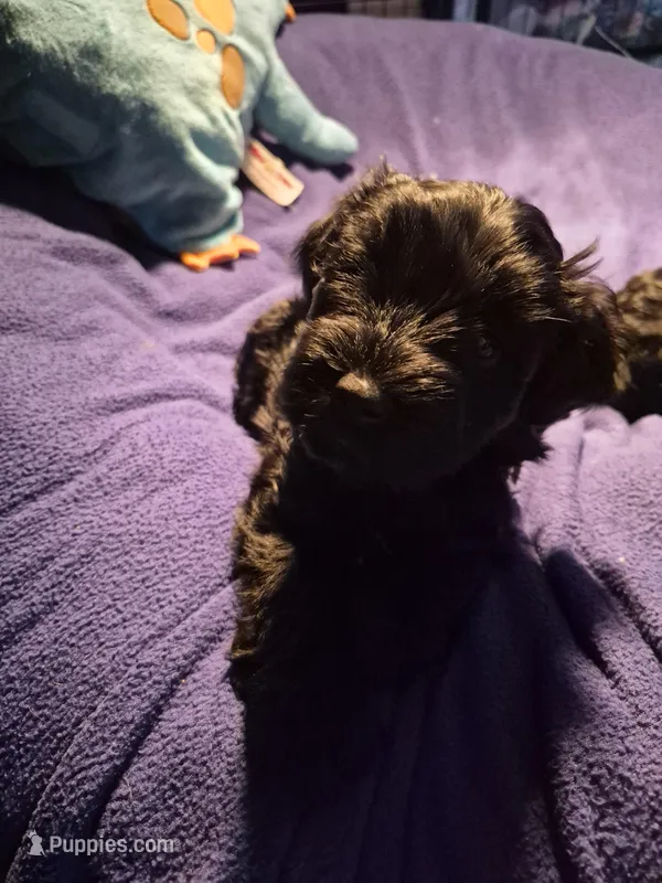 SUZIE – Miniature Schnauzer puppy for sale in Ashland, OH
