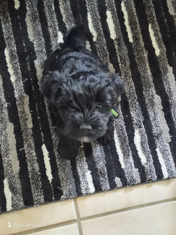 MAX – Miniature Schnauzer puppy for sale in Ashland, OH