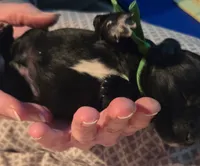 processed/fd0ef006-06b5-47f5-832d-17d0c315d491/listing/cf2f2b52-8be1-4135-9c0a-0a09dc229bfe/40f16c4a-e5bd-4c8e-96ad-910bf5e1ff0f